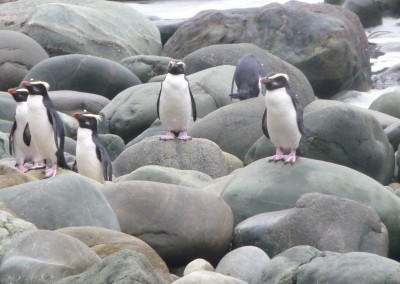 Adventure Walks, Guided hikes in Fiordland, Te Anau and Queenstown (116)