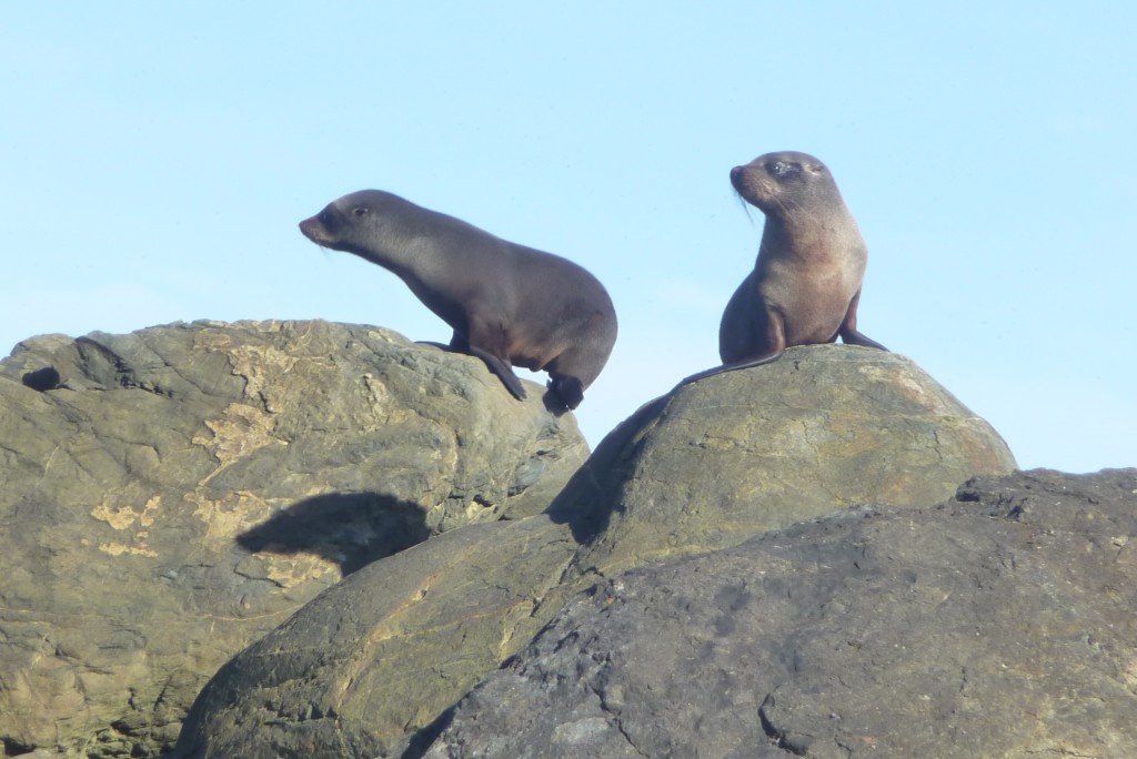 Adventure Walks, Guided hikes in Fiordland, Te Anau and Queenstown (127)