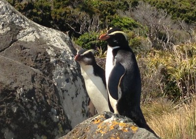Walking with Penguins