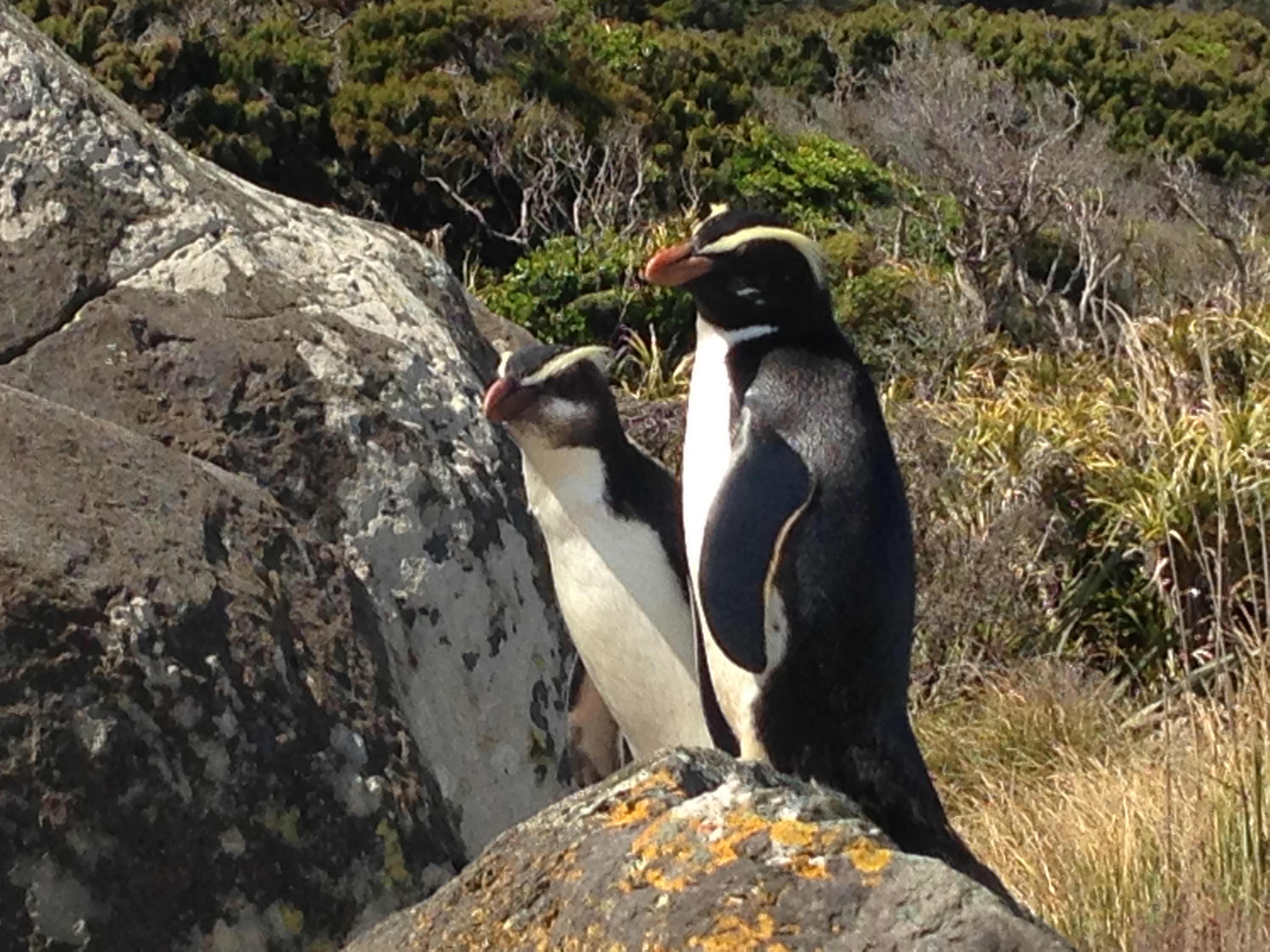 Day trip to view Penguins