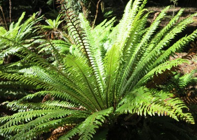 Adventure Walks - Hollyford Track - By SG (93)